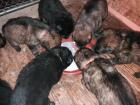 Deutsche Schäferhund Welpen lsth. m. Pap. Wurfankündigung Okt. 24